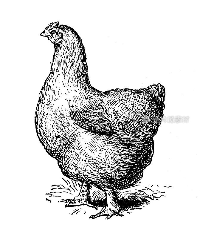 古玩插画:hen Cochinchina